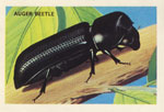 Auger Beetle