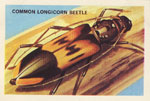 Common Longicorn Beetle