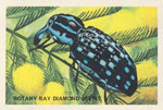 Botany Bay Diamond Beetle