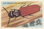Flat Brown Cucujid Beetle