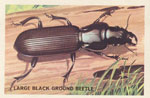 Large Black Ground Beetle