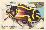 Fiddler Beetle