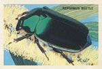 Repsimus Beetle