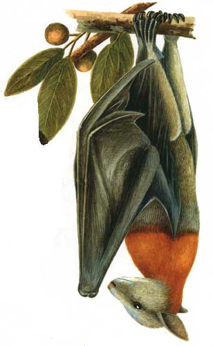 illustration