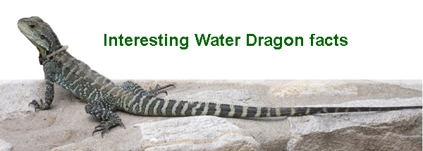 Water Dragon FAQ kids