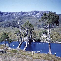 photo of trees in landscape