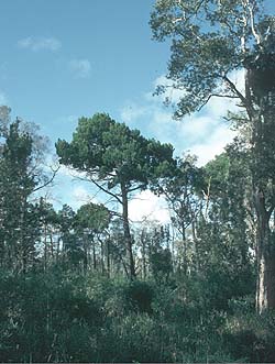 Callitris rhomboidea tree in bushland, North Stradbroke Island, Qld.