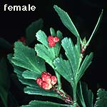 photo female cone