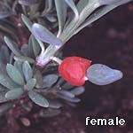 photo female fruit
