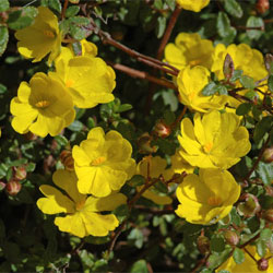 Hibbertia empetrifolia