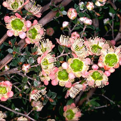 Leptospermum macrocarpum