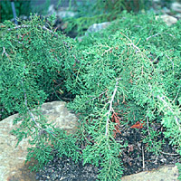 Diselma archeri