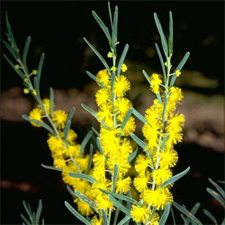 Acacia Flexifolia Growing Native Plants