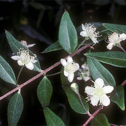 Austromyrtus dulcis