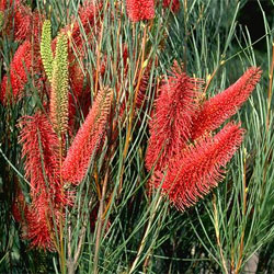 Hakea bucculenta photo