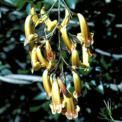 Pandorea 'Golden Showers'