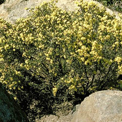 Phebalium squamulosum