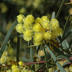 Acacia iteaphylla