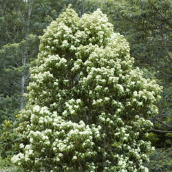 Backhousia - Growing Native Plants
