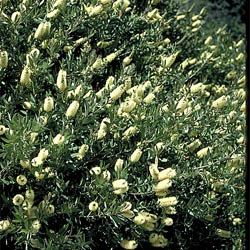 Callistemon pallidus