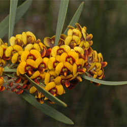 Daviesia mimosoides