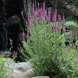 Lythrum Salicaria Growing Native Plants