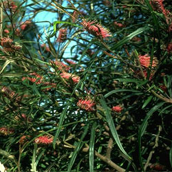 Grevillea longifolia