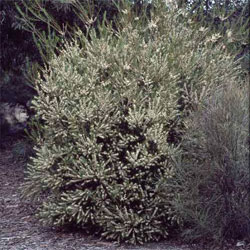 Hakea propinqua