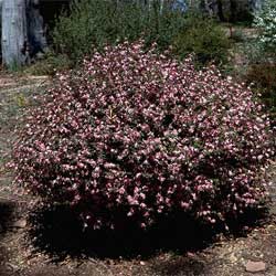 Boronia mollis 'Lorne Pride'