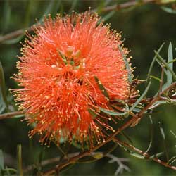 Melaleuca fulgens