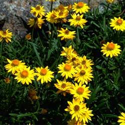 Xerochrysum bracteatum 'Diamond Head'