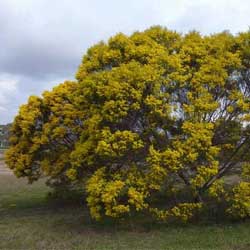 Acacia adunca