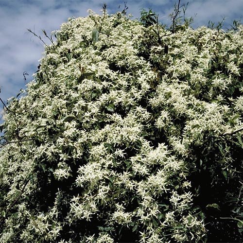 https://www.anbg.gov.au/gnp/gnp9/clematis-aristata-wp500.jpg