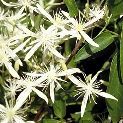 Clematis aristata