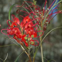 Grevillea longistyla