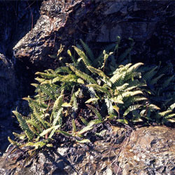 Blechnum pennamarina subsp. alpina