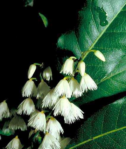 Photo of Elaeocarpus reticulatus