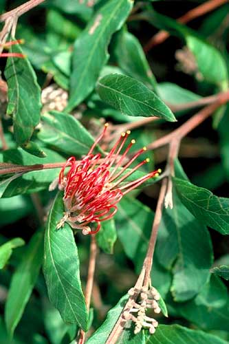 Photo of Grevillea macleayana