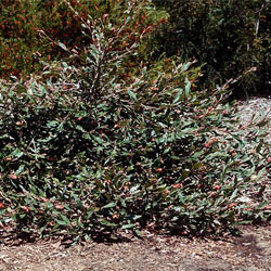 Grevillea macleayana