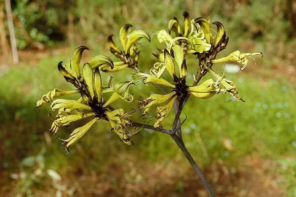 Photo of Macropidia fuliginosa
