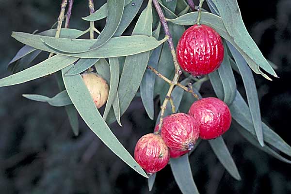 Photo of Santalum acuminatum
