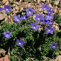 Wahlenbergia gloriosa