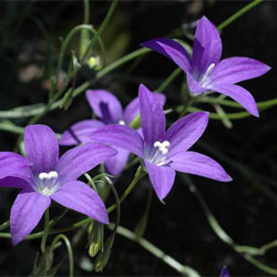 Wahlenbergia Gloriosa Growing Native