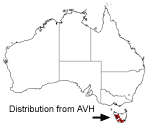 Anopterus glandulosus AVH distribution 2003