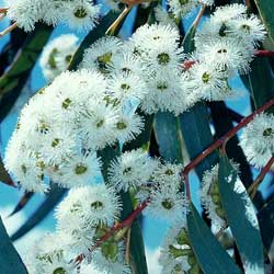  Eucalyptus pauciflora