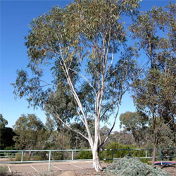  Eucalyptus pauciflora