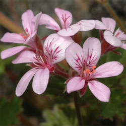 Pelargonium rodneyanum