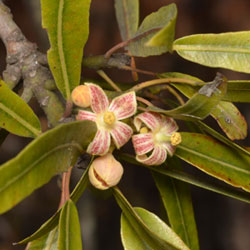 Australian Bottle Tree (Brachychiton rupestris)