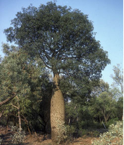 Brachychiton rupestris (q 96) click to enlarge