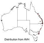 Carpobrotus glaucescens distribution